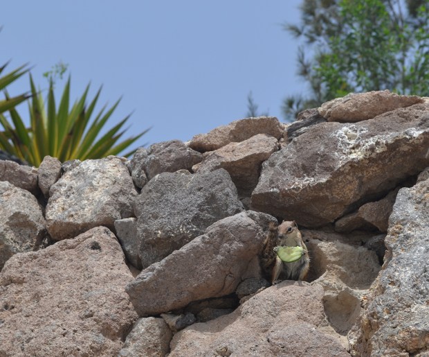 BWF Fotozaungast DSC_0564