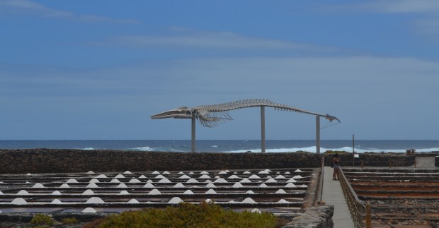 BWF Walskelett 300dpi DSC_0118